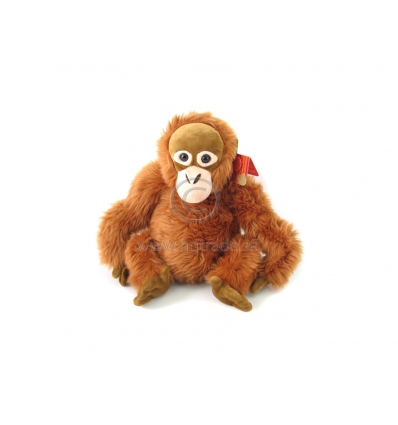 Orangutan